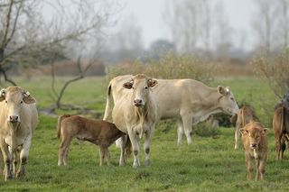 Blon_aquitaine_31 Blon_aquitaine_31