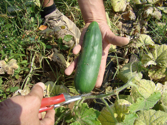 Le concombre Noa, tout ce qu'il faut savoir - Mon Marché