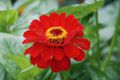 Zinnia