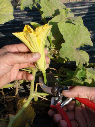 Fleurcourgettekoup