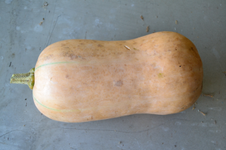 Butternut