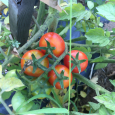 Tomates 2022 Ok 1